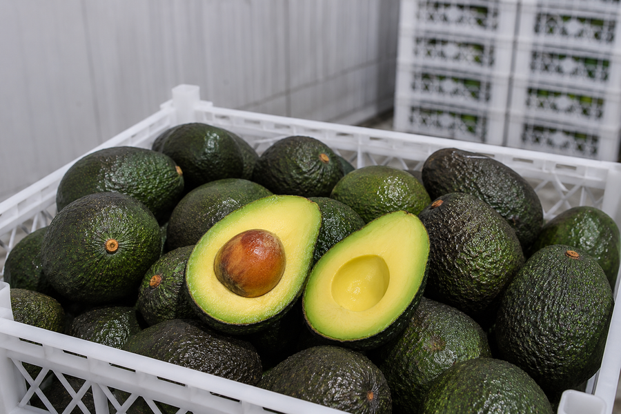 Palta fresca